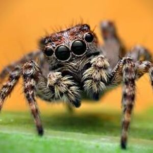 mariahcareysleftnip(they/them)