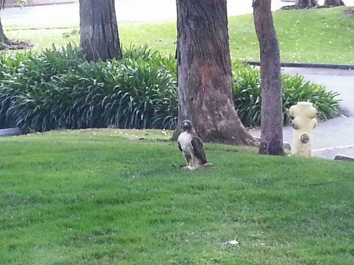 Caught Outside Office Window 2013 San Franciso