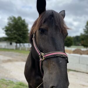 crazyhorselife00 avatar