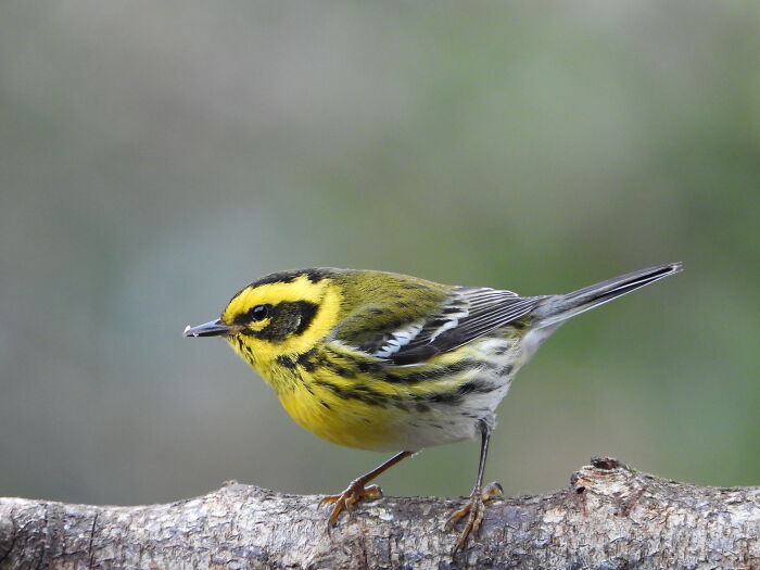 Townsend’s Warbler