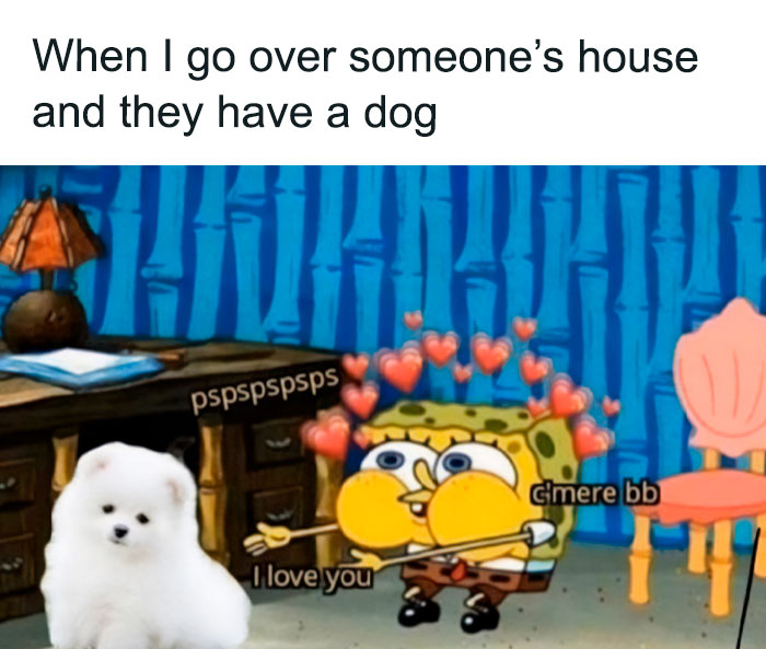 Funny animal meme featuring SpongeBob reaching out to a fluffy white dog with hearts around him.