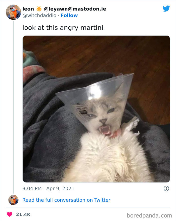 Funny animal meme: A cat with a cone around its head, appearing grumpy, resembling an "angry martini".