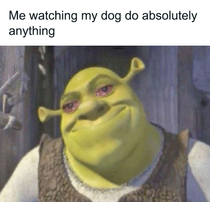 Funny animal meme featuring a character with a satisfied expression, captioned about watching a dog.