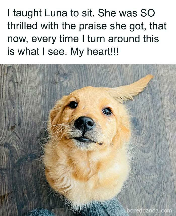 Funny animal meme featuring a cute dog looking up with a happy expression, sitting on a wooden floor.