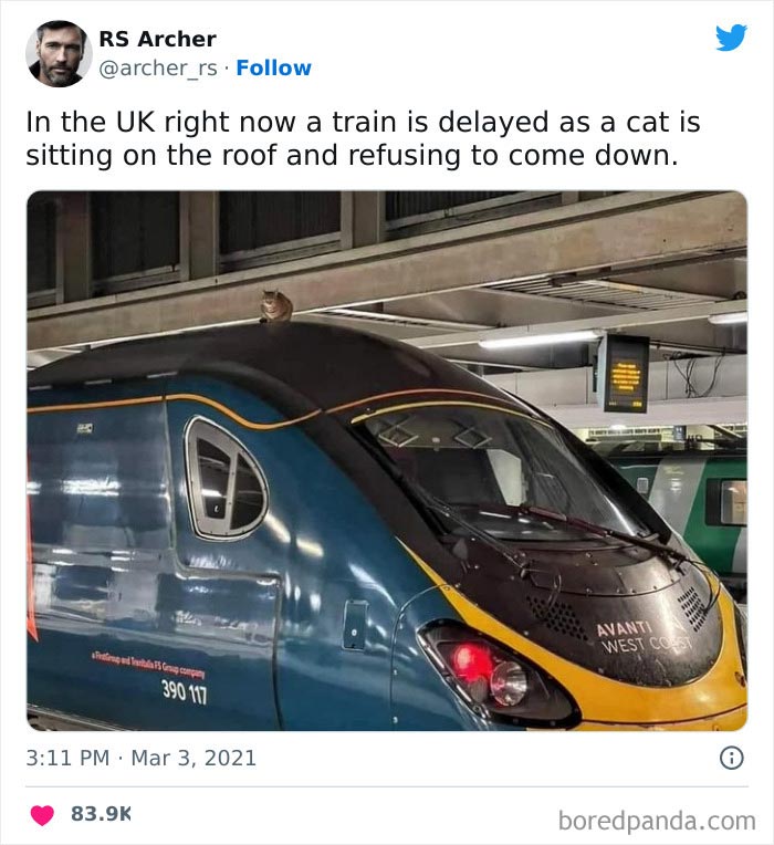 Cat sitting on train roof causing delay, showcasing a funny animal meme moment.
