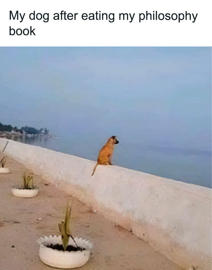 Dog sitting contemplatively on a sea wall, exemplifying funny animal memes with humor and reflection.
