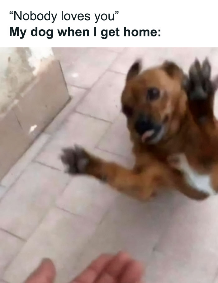 Funny animal meme of an excited dog leaping toward a person's hand indoors.