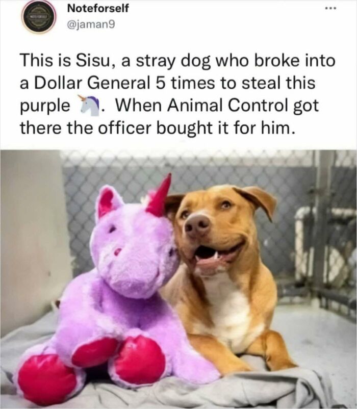 Funny animal meme featuring a dog happily posing with a purple unicorn plush toy.