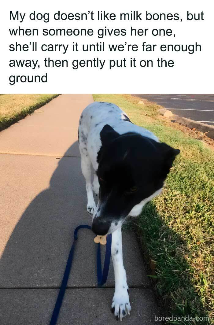Funny animal meme with a black and white dog carrying a milk bone on a sidewalk.