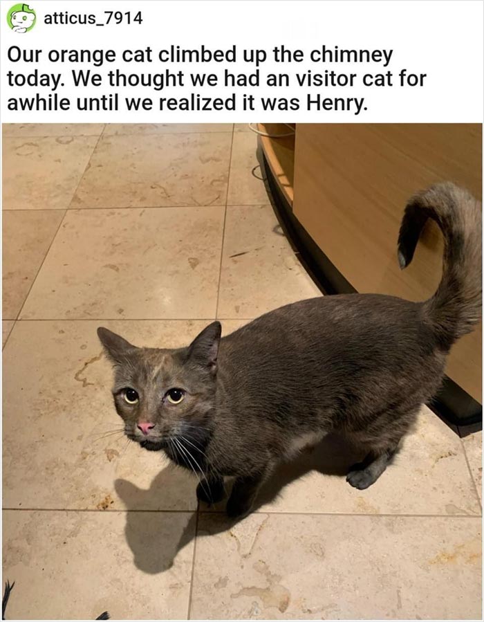 Gray cat on kitchen floor after climbing chimney, part of funny animal memes collection.