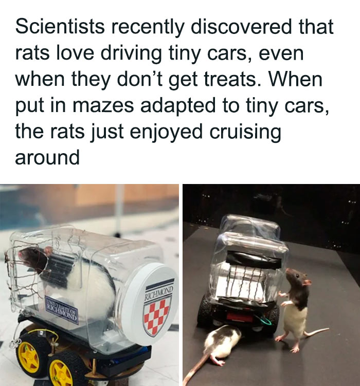 Funny animal meme: Rats cruising in tiny cars, enjoying maze adventures without treats.