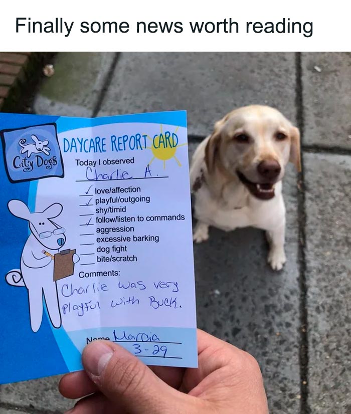Funny animal meme: Happy dog with a daycare report card highlighting playful behavior and affection.
