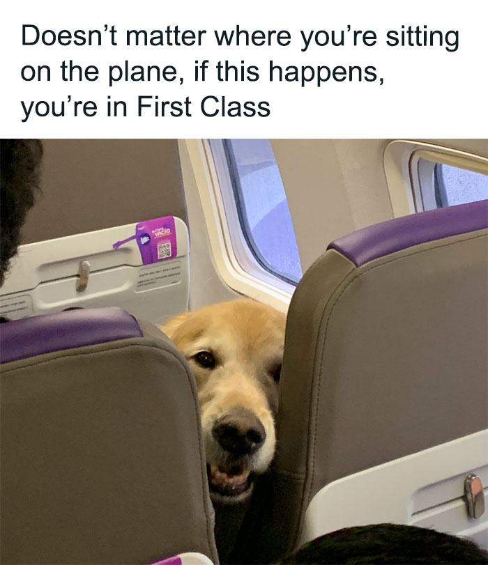 Dog peeking between airplane seats, creating a funny animal meme moment on a flight.