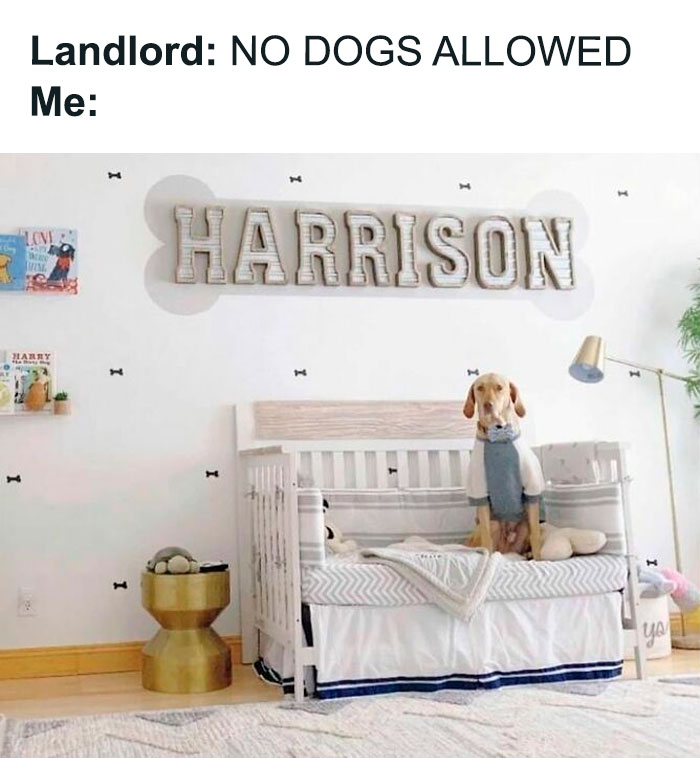 Funny animal meme featuring a dog in a crib with a "Harrison" sign above, humorously implying it's not a pet.