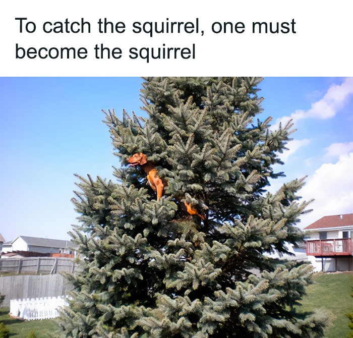 Dog disguised as a squirrel in a tree, humorously blending in, exemplifying funny animal memes.