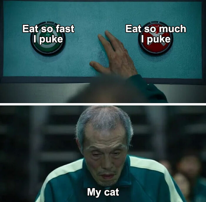 Funny animal meme with a hand choosing between two buttons and a person labeled as "my cat" looking confused.