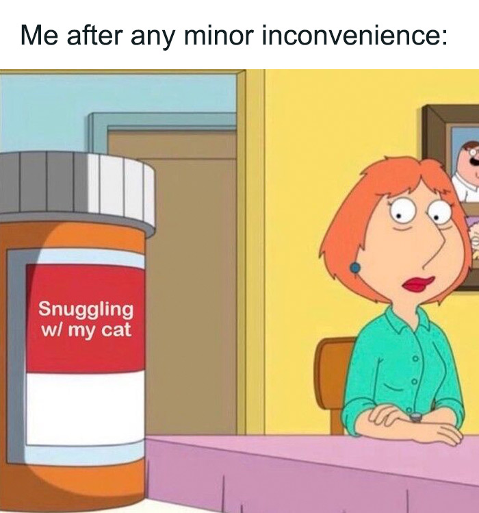 Funny animal meme with a woman at a table looking at a prescription bottle labeled "snuggling w/ my cat."