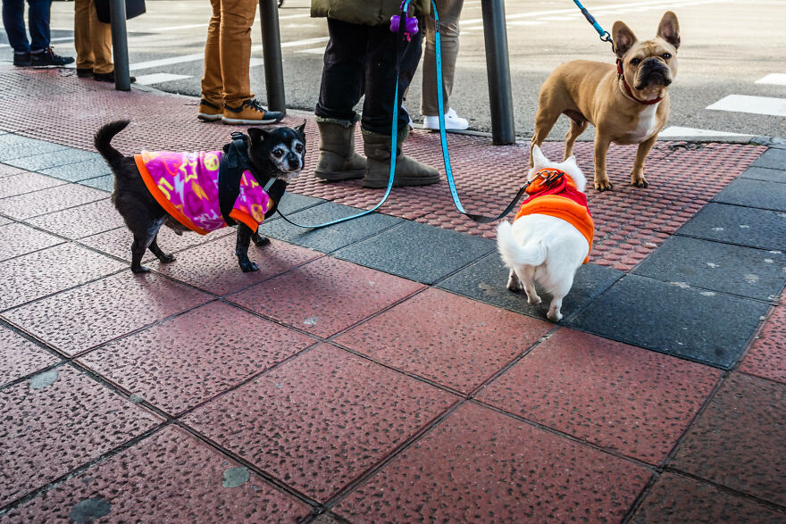 Dogs At A Crosswalk