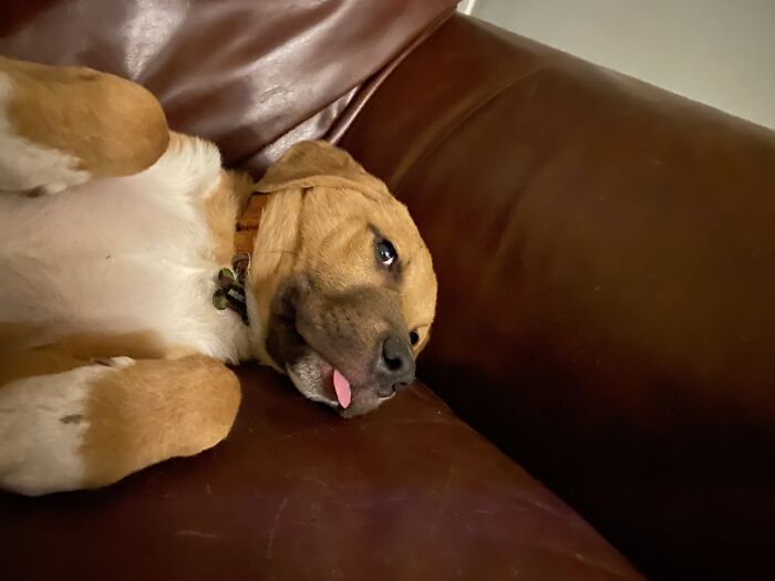 Monty, The Cutest Puppy, Not Sure What I Did To Offend Him