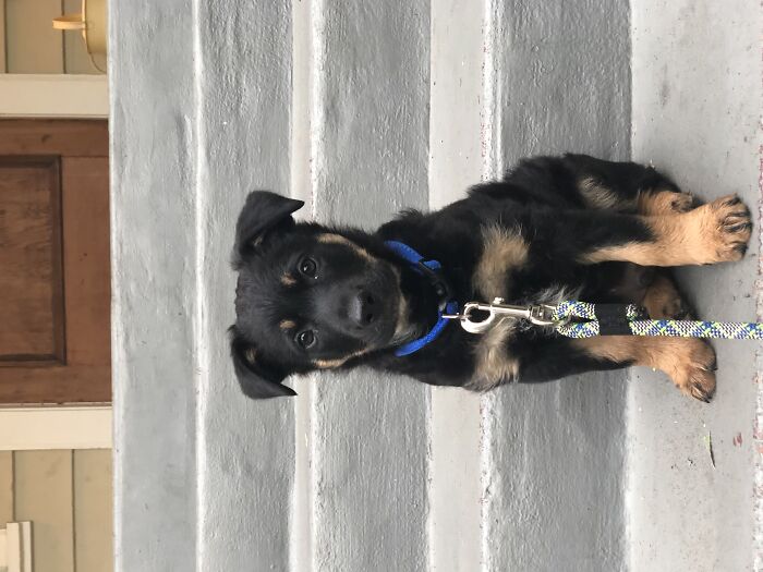 Louis’ First Day Of School! He's Got Big Paws To Grow Into! (Ps This Photo Is From A While Ago, But I Love It)