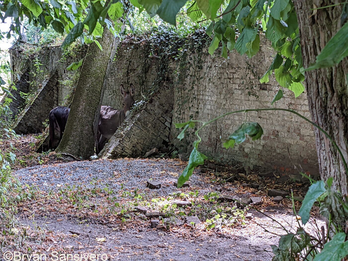 I Explored An Abandoned Chateau In Belgium With Belongings Left Behind (18 Pics)