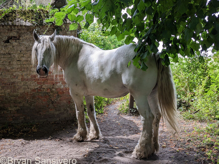 I Explored An Abandoned Chateau In Belgium With Belongings Left Behind (18 Pics)