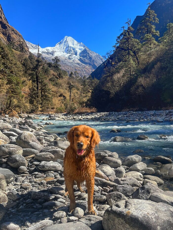 Hiking With My Two Dogs Is My Biggest Passion, Here Are Some Highlights Of Our Tsho Rolpa Glacial Lake Adventure