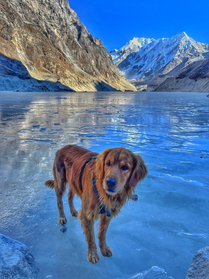 Hiking With My Two Dogs Is My Biggest Passion, Here Are Some Highlights Of Our Tsho Rolpa Glacial Lake Adventure