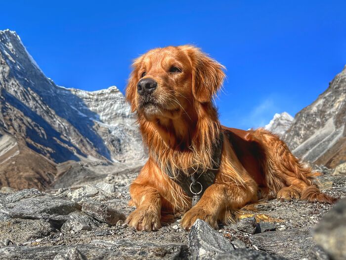 Hiking With My Two Dogs Is My Biggest Passion, Here Are Some Highlights Of Our Tsho Rolpa Glacial Lake Adventure