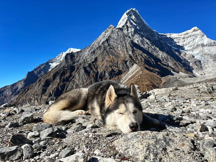 Hiking With My Two Dogs Is My Biggest Passion, Here Are Some Highlights Of Our Tsho Rolpa Glacial Lake Adventure