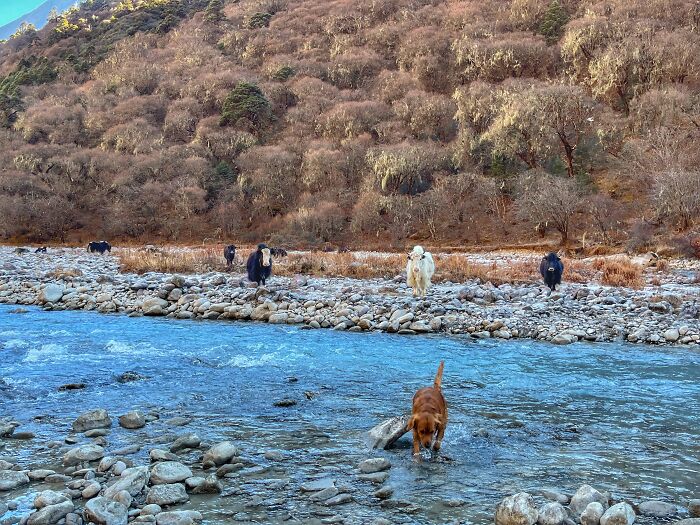 Hiking With My Two Dogs Is My Biggest Passion, Here Are Some Highlights Of Our Tsho Rolpa Glacial Lake Adventure