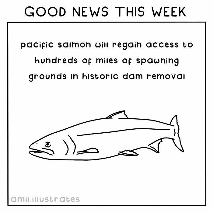 Illustration of good news with a Pacific salmon gaining access to new spawning grounds after dam removal.