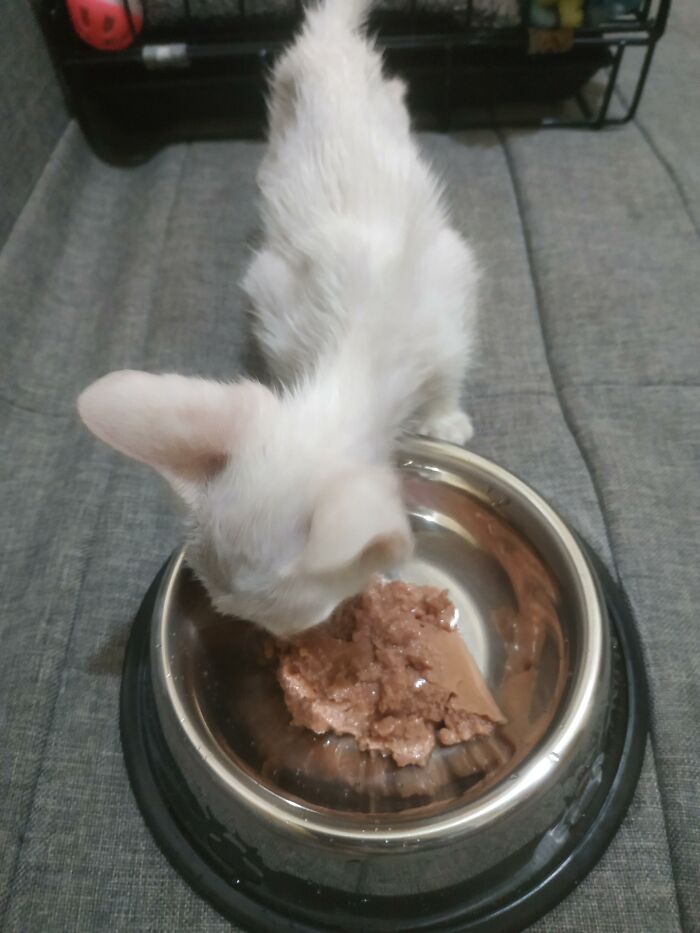 Guy Finds An Abandoned Kitten Glued To An Object, Asks Help From Reddit Users, And Provides The Kitten A Forever Home Following The Journey To Recovery