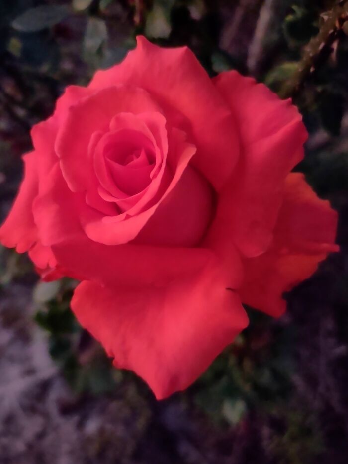 Good Morning Spring Beauty!