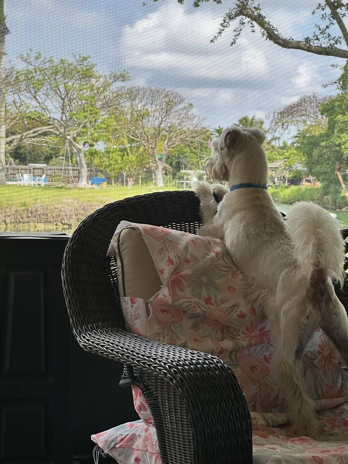 Moonshine Surveys His Domain