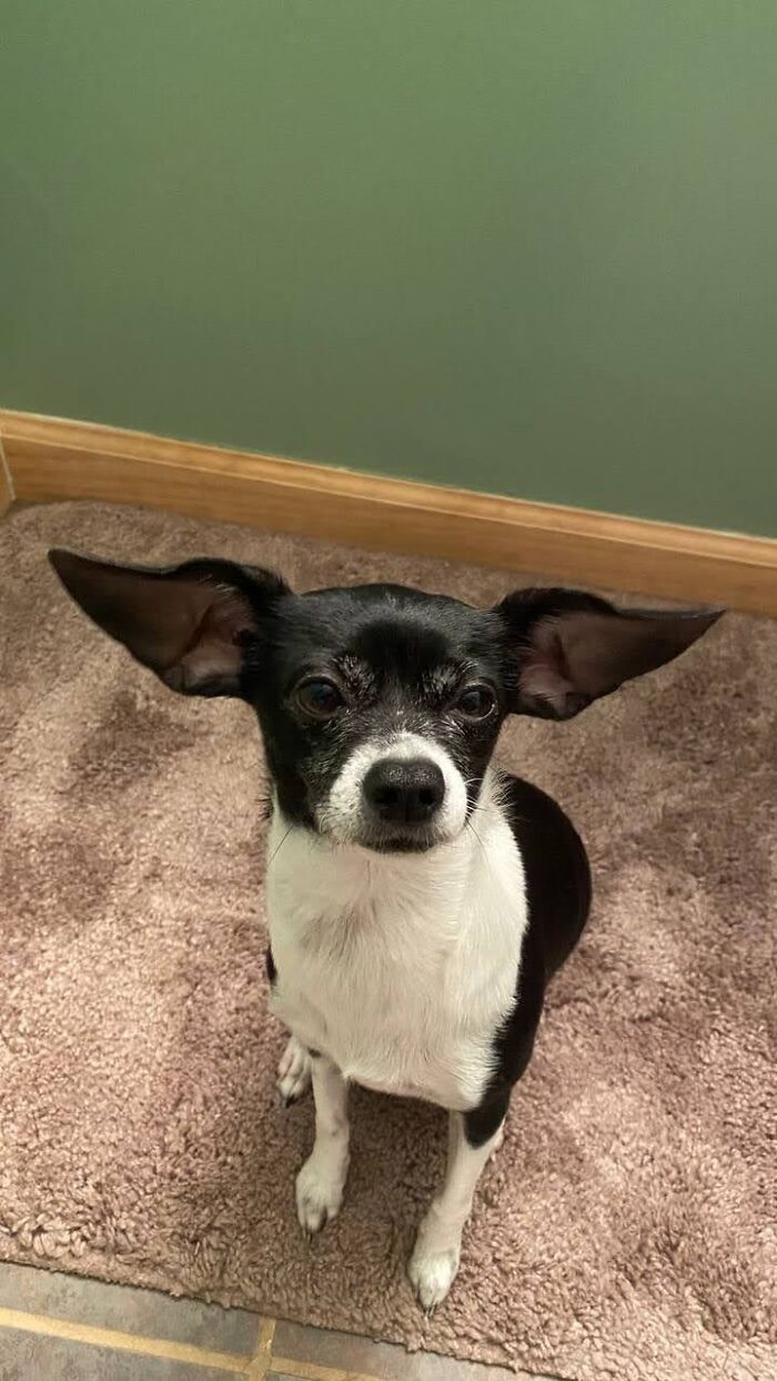 Gracie's Version Of Pichu From Pokémon