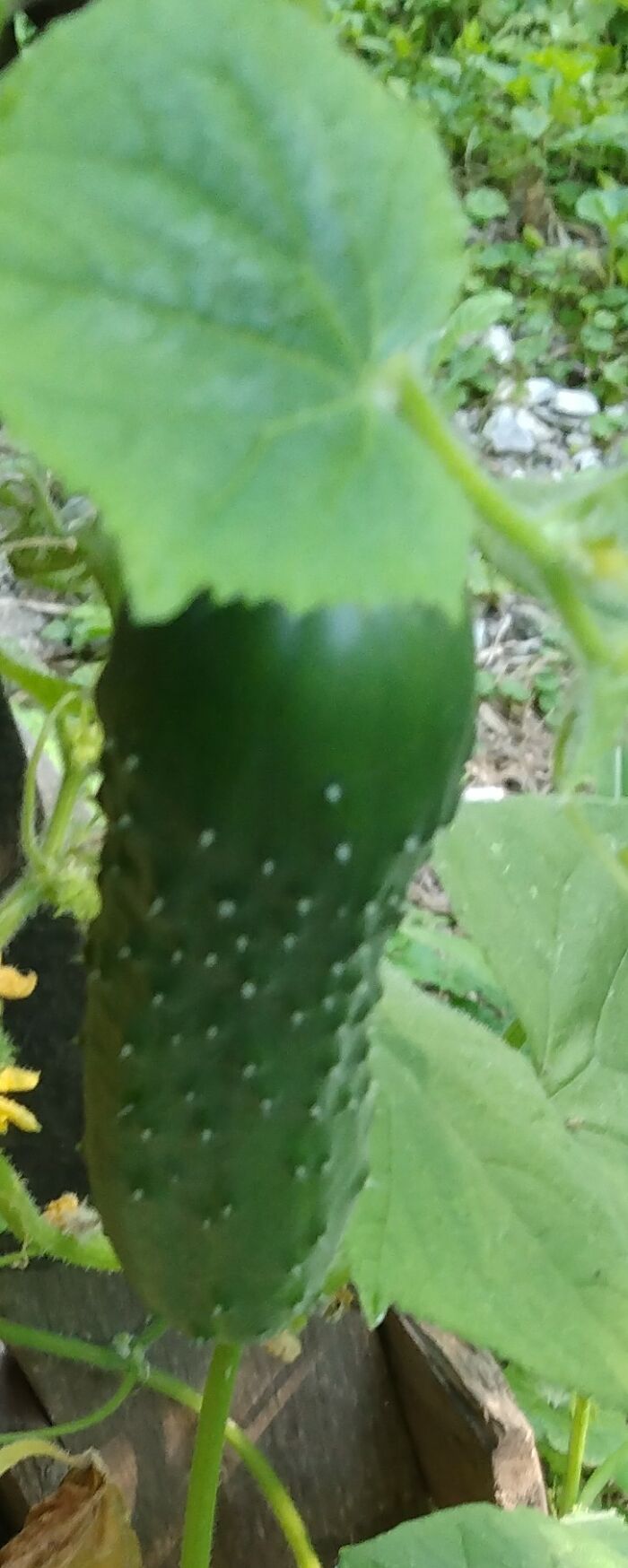 The Greenist Cuke