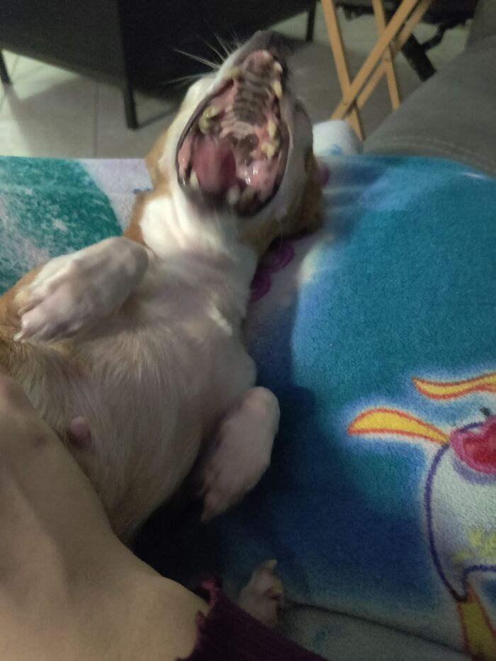 So...... This Is Cinnamon