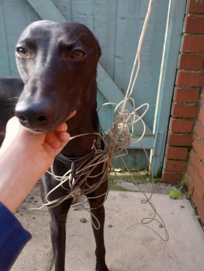 My Dog Ralph Being Bored About The Fact That The Neighbours Washing Line Is Not A Suit!