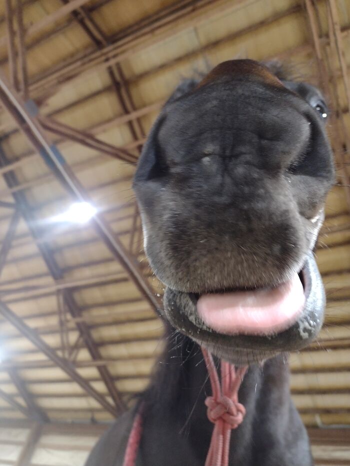 My Horse, Very Happy After A Massage