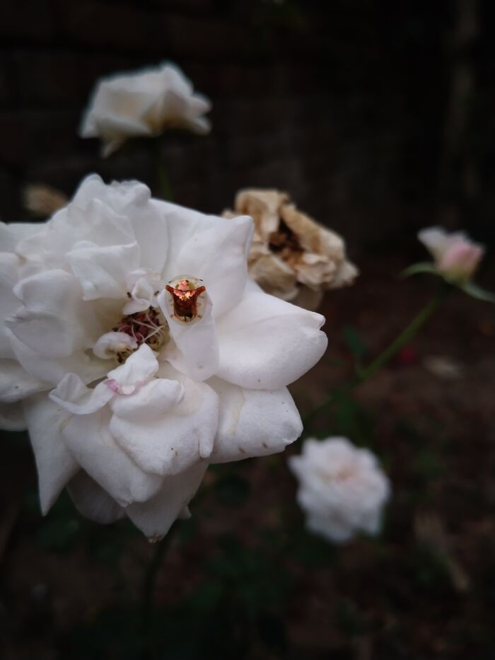 A Golden Tortoise Beetle On My Rose