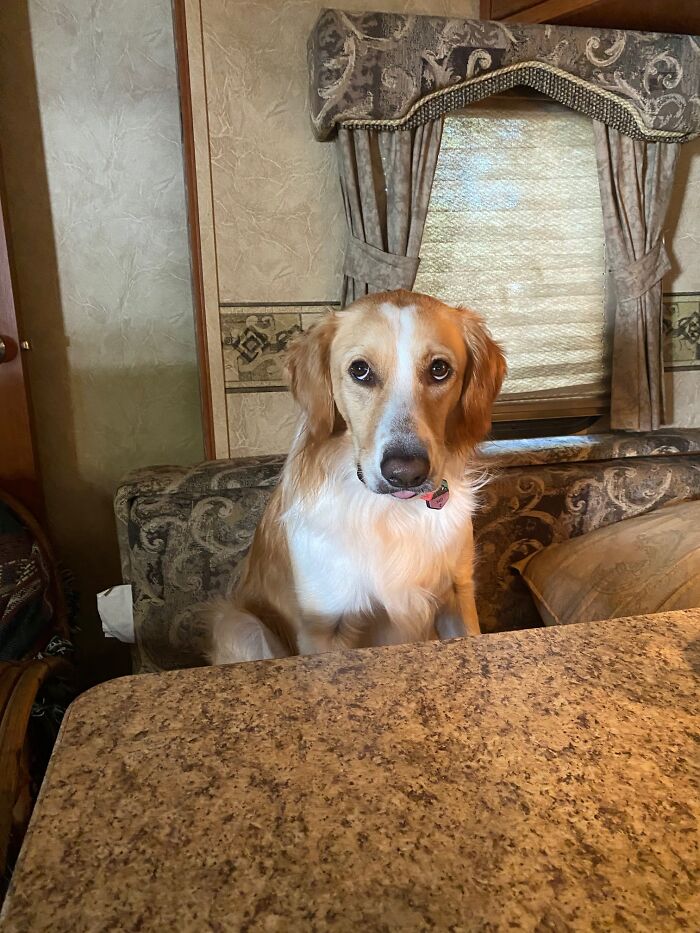 The Little Tongue Is Cute But Mary Knows How To Work Those Eyes For A Cookie