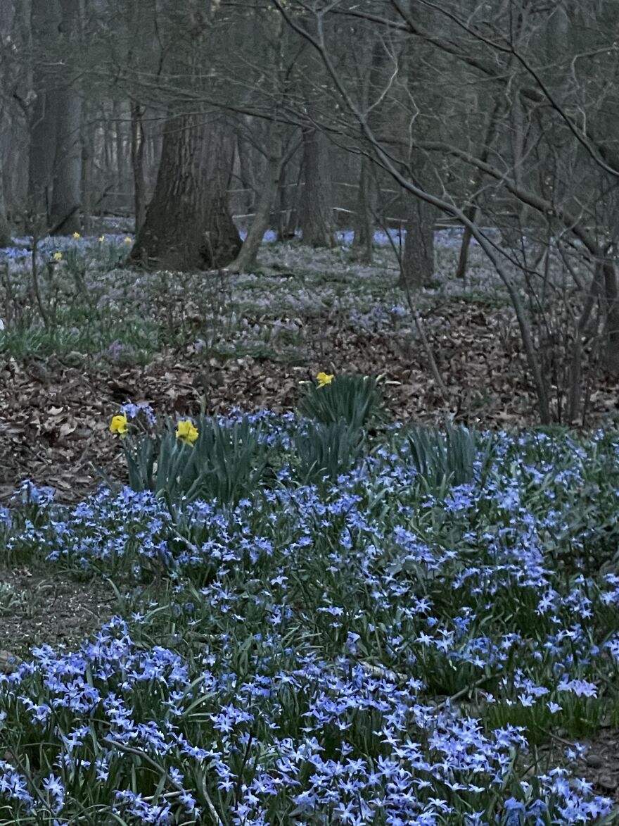 Woodland Spring Woodland Spring