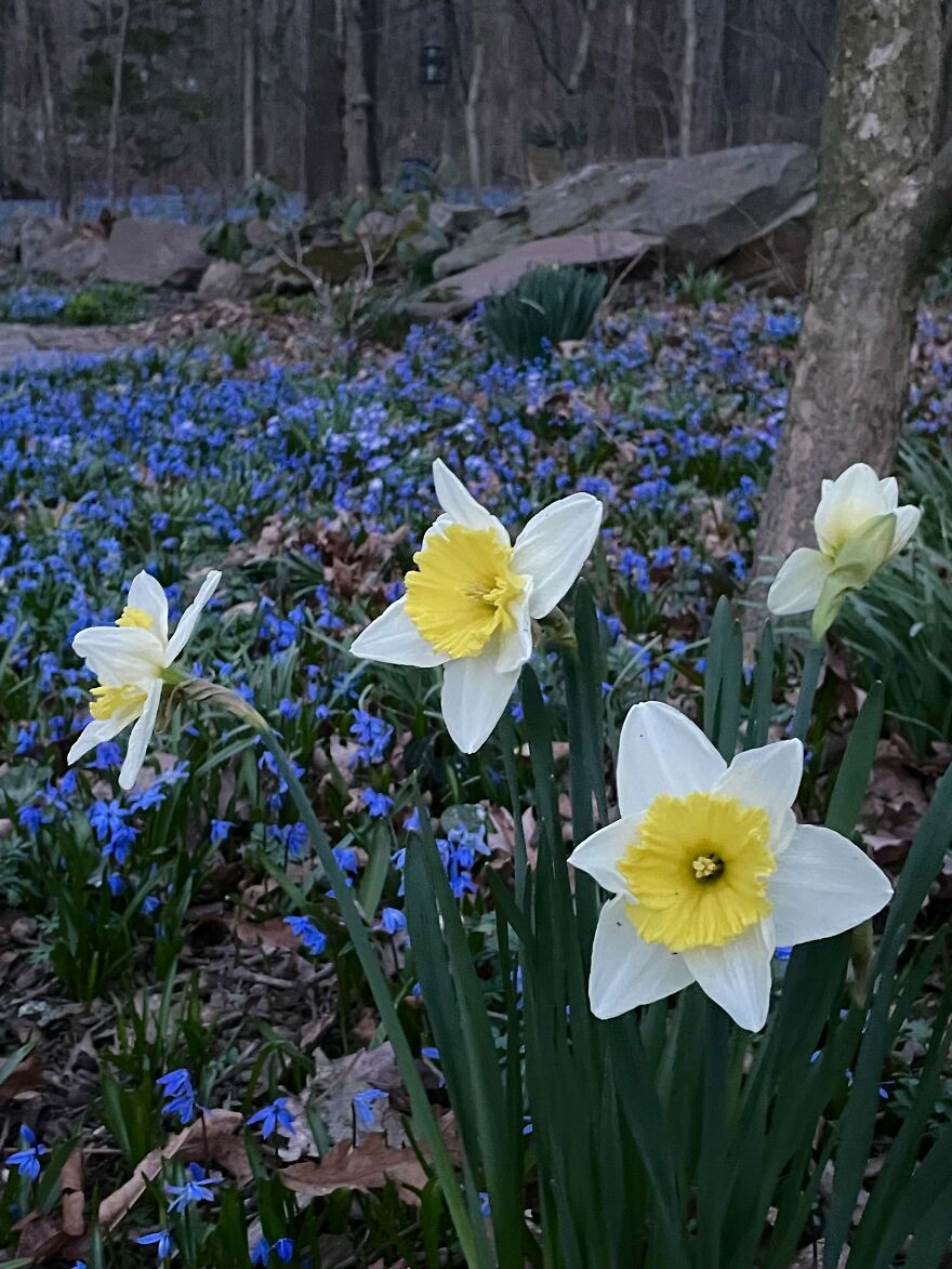 Woodland Spring Woodland Spring