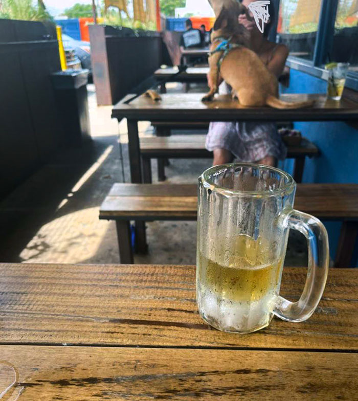 So Inappropriate To Let The Dog Sit On The Table Where Everyone Eats