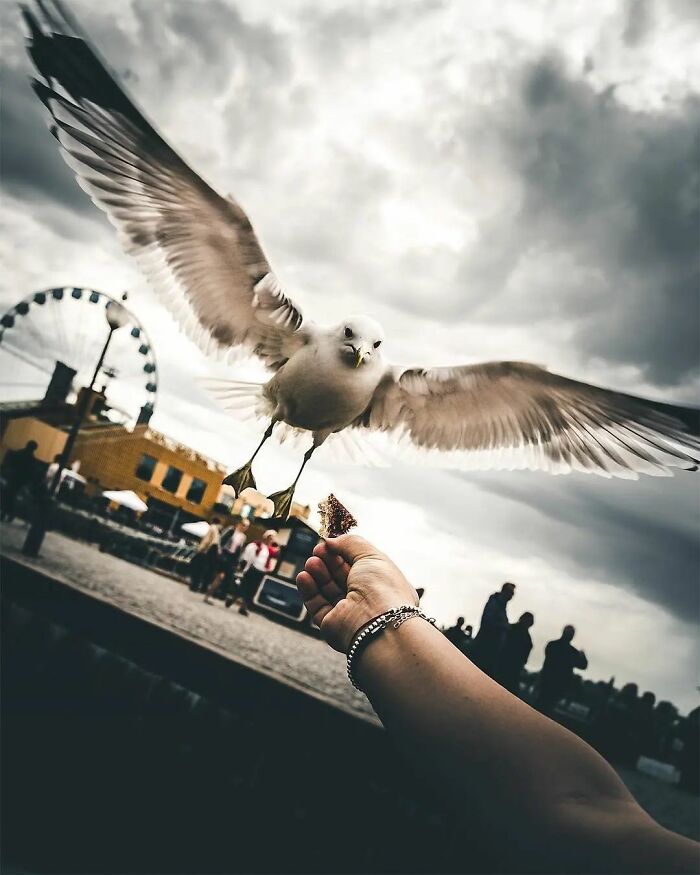Seagull swooping down to grab a snack from a hand, with a ferris wheel in the background under a cloudy sky.