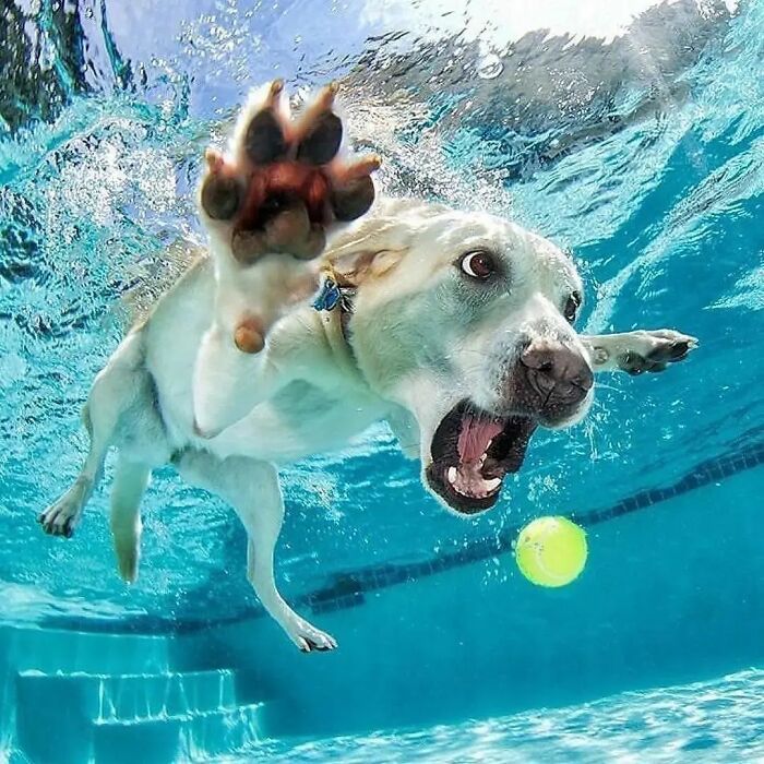 Dog diving underwater in a pool, reaching for a tennis ball with an amusing expression.