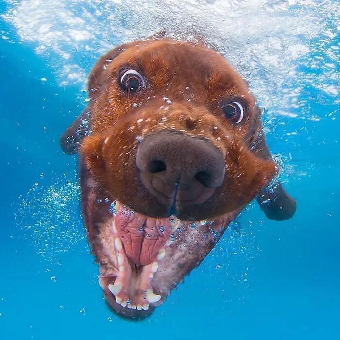 Underwater shot of a brown dog diving playfully with bubbly excitement, capturing an amusing moment.