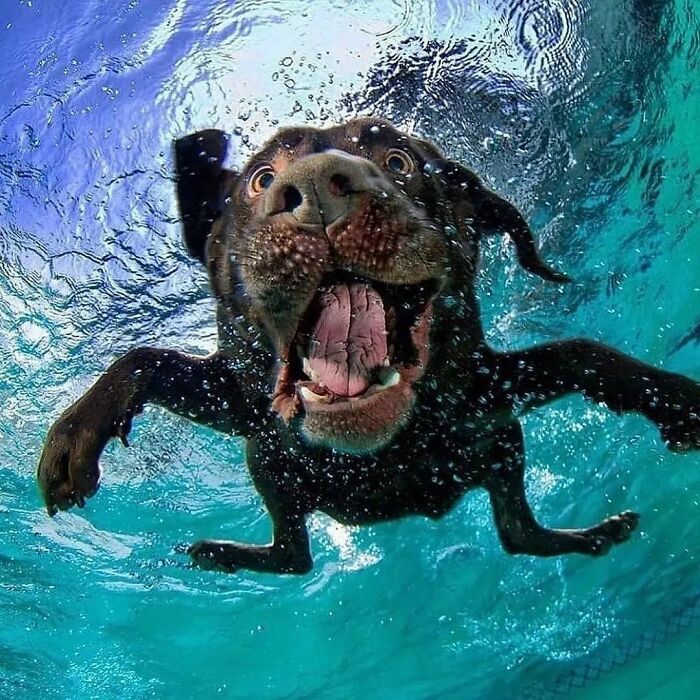 Underwater photo of a dog with an amusing expression, popular on an Instagram page followed by over 85K.