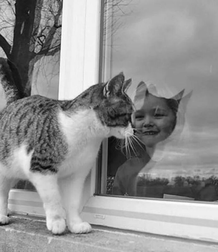 Cat looking into a window, with a child's smiling reflection, creating an amusing and heartwarming scene.